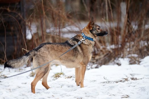 Doggie on walk. Dog on snow.  Not purebred dog. The large not purebred mongrel.