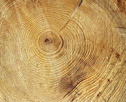 Annual growth rings circle pattern in tree stump