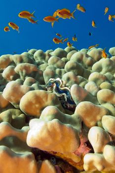 coral reef with porites corals , blue clam and exotic fishes anthias in tropical sea