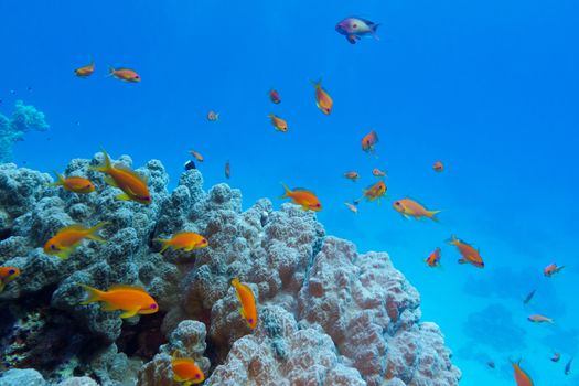 colorful coral reef with hard coral and exotic fishes at the bottom of tropical sea