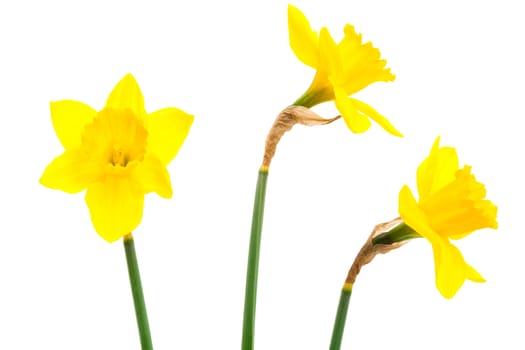 Beautiful yellow narcissus on a white background