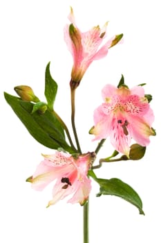 Beautiful pink alstroemeria on a white background