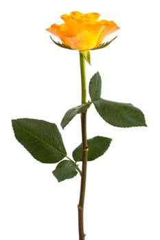 Fresh orange roses on a white background