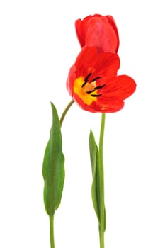 beautiful red tulips on a white background