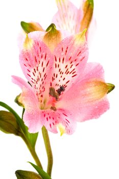 Beautiful pink alstroemeria on a white background