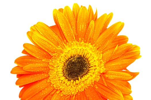 Beautiful orange gerbera on a white background