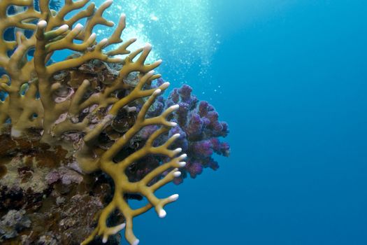 coral reef with hard corals on the bottom of tropical sea on blue water background