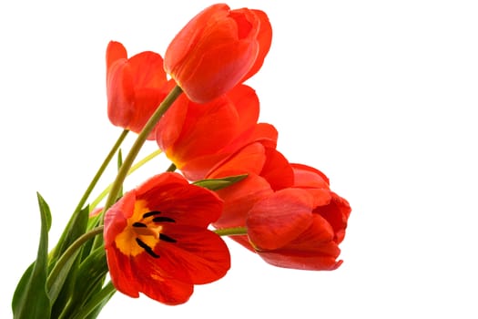 beautiful bouquet of tulips on a white background