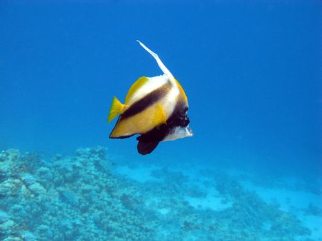 Butterflyfish and coral reel in tropical sea on blue water background