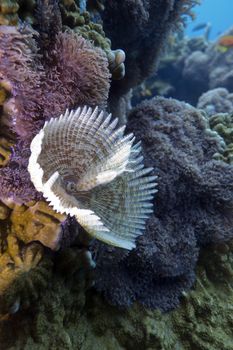 coral reef with feather duster worm at the bottom of tropical sea