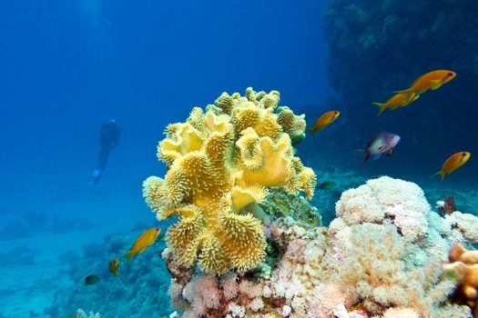 coral reef with great yellow soft coral at the bottom of tropical sea on blue water background