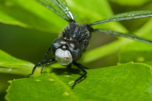 Common Darter Dragonfly perched on a leaf.