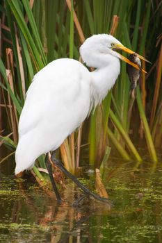 Great White Egret Catching a large fish