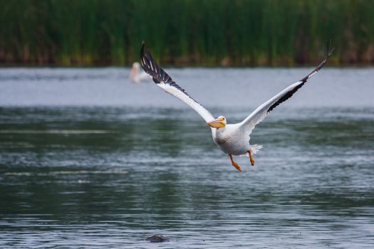 White Pelican (Pelecanus erythrorhynchos) flying above a lake