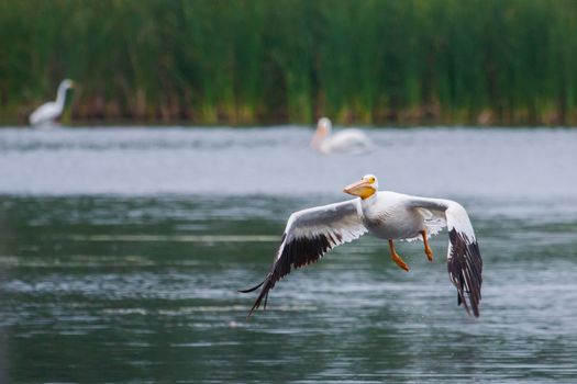 White Pelican (Pelecanus erythrorhynchos) flying above a lake