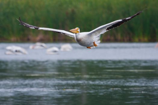 White Pelican (Pelecanus erythrorhynchos) flying above a lake