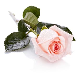 Beautiful pink rose. Pink rose. Rose on a white background. Pink flower.