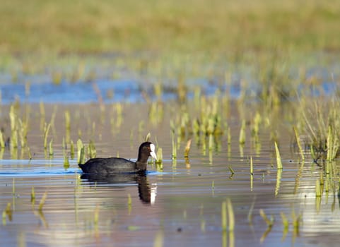 One quiet coot floating on the water pond with little grass
