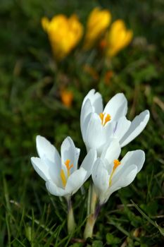 Close up on white crocus flowers and yellow in the background