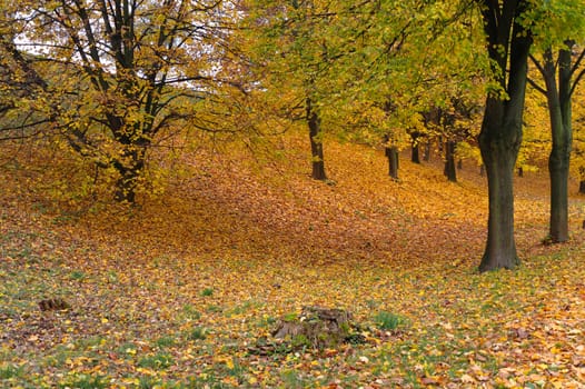 autumn in a forest