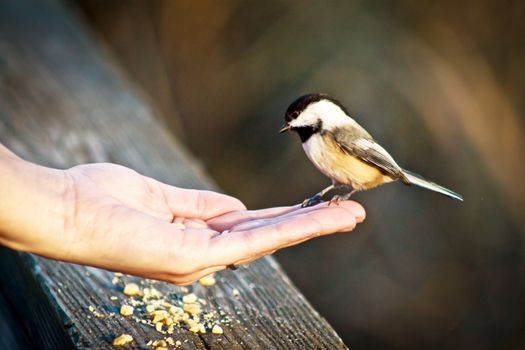 Black capped chickadee perched on human hand. Palm is upturned cupping seeds.