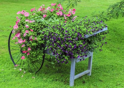 Vivid purple and pink flowers in a vintage wheelbarrow.