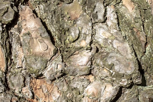 Close up shot of the trunk of a cedar tree. 