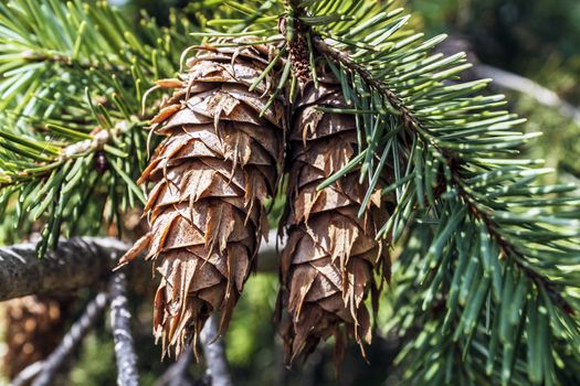 A cluster of two pine cones.