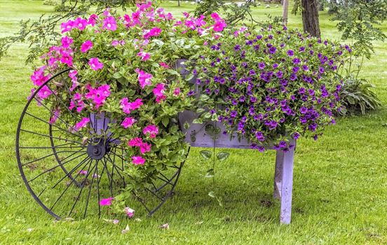 Pink and purple flowers grow out of a vintage wheelbarrow