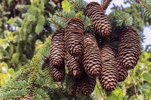 Beautiful shot of a large group of evergreen pine cones.