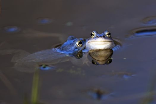 Moor frogs in the wild, floating in water