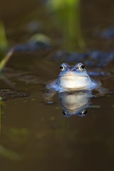 Moor frog in the wild, floating in water