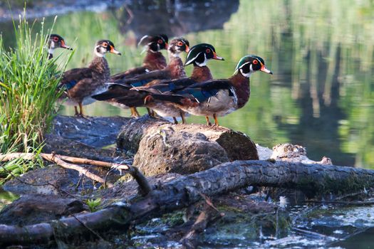 Colorful male Wood Duck, standing on a log