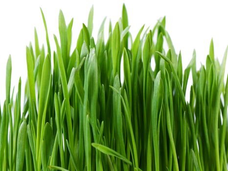 The green grass isolated on white background