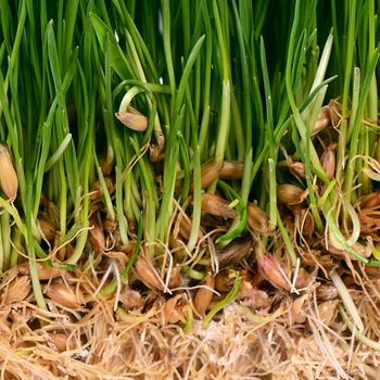 The green grass with soil close up