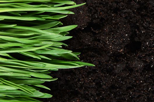 Green grass with a ground close up