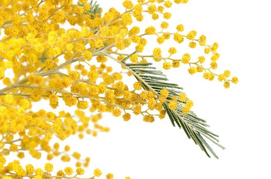 The yellow mimosa  isolated on white background