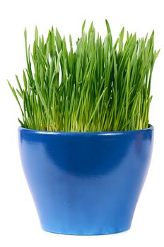 Green grass in pot isolated on white