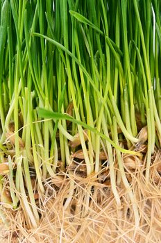 The green grass with soil close up