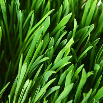 The green grass as a background close-up