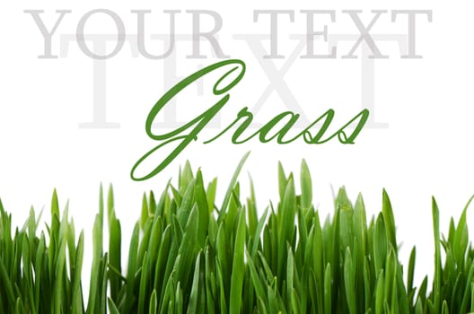 The green grass isolated on white background