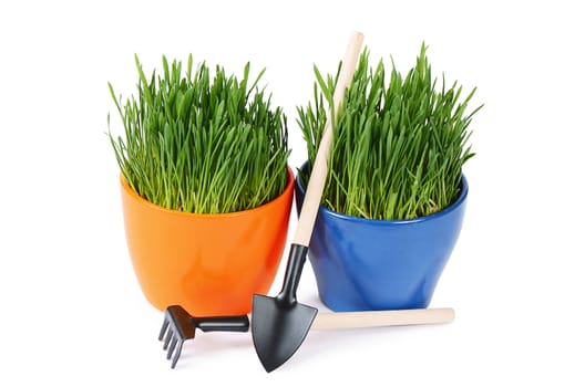 Green grass in pot isolated on white