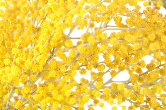 The yellow mimosa  isolated on white background