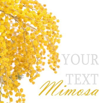 The yellow mimosa  isolated on white background