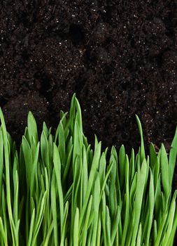 Green grass with a ground close up