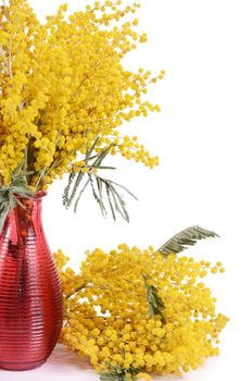 The yellow mimosa  isolated on white background