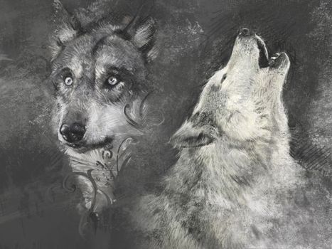 Wolf, handmade illustration on grey background