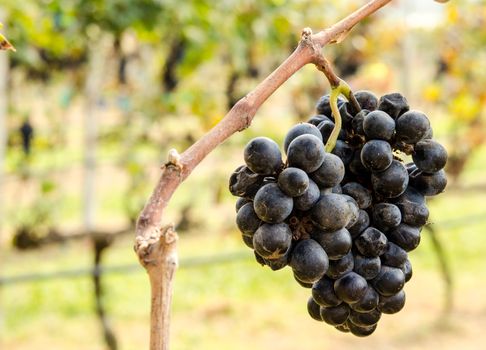 Purple grapes on a farm used for making wine.