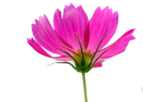 The Cosmos flower isolated on white background.