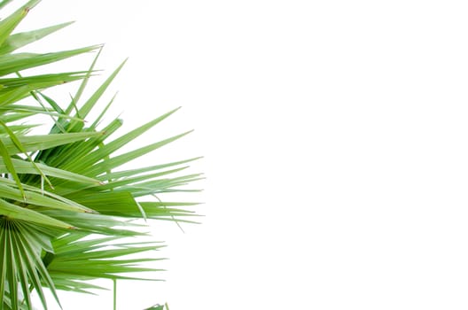 Green palm tree on the white background